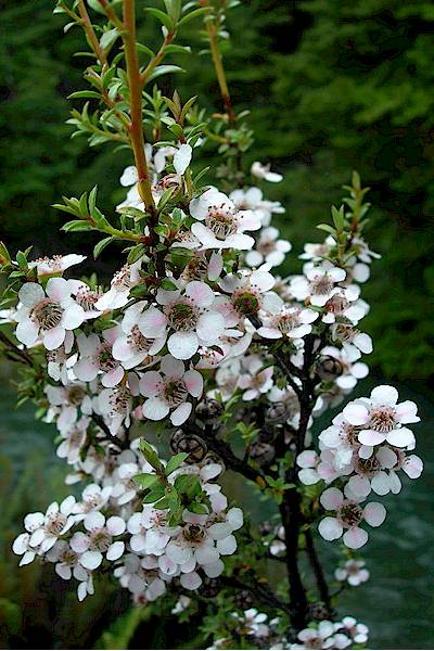 Manuka in flower streamside