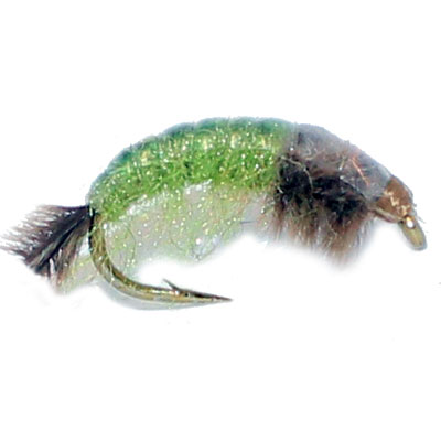 Free Swimming Caddis
