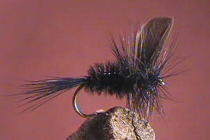 NZ Black Gnat