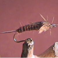 Brown Stone Fly
